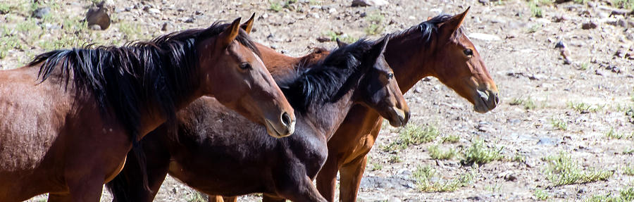 Wild Horse Family Photograph by Mike Ronnebeck