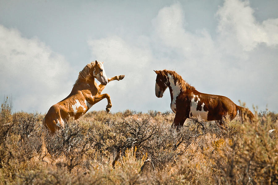 Wild Horse Fight Photograph by Steve McKinzie