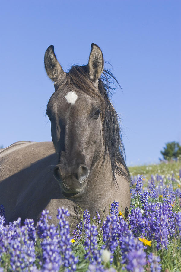 Wild Horse Foal in the Lupines Photograph by Mark  Miller