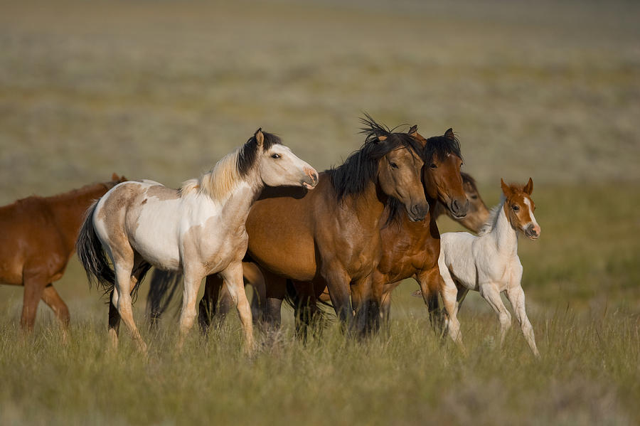 Wild Horse Herd Running Wyoming Photograph by Tom Vezo