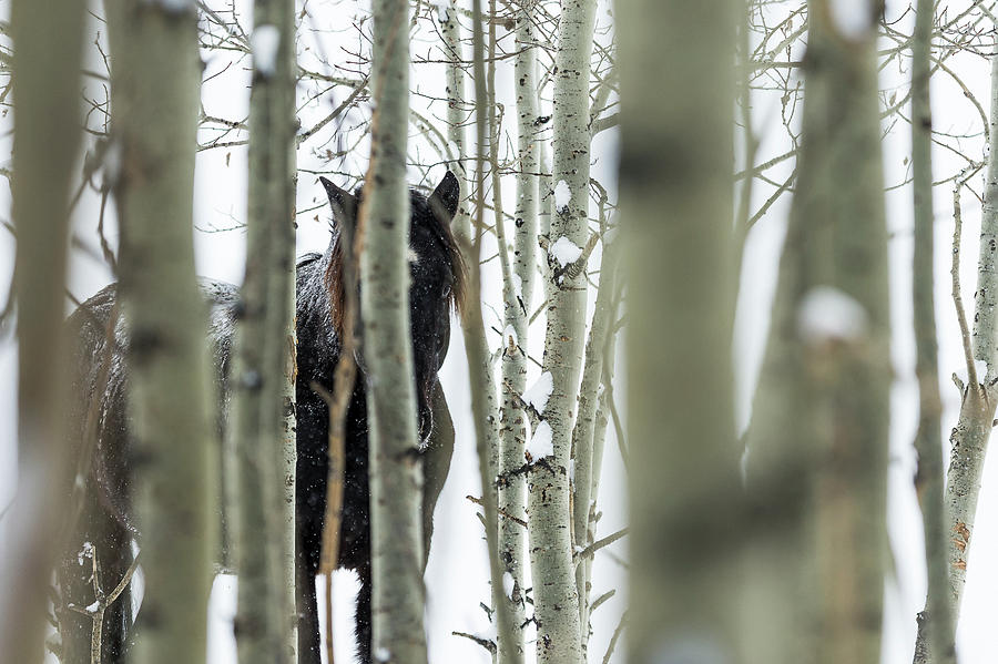 Wild Horse Hiding In Trees  Turner Photograph by Deb Garside