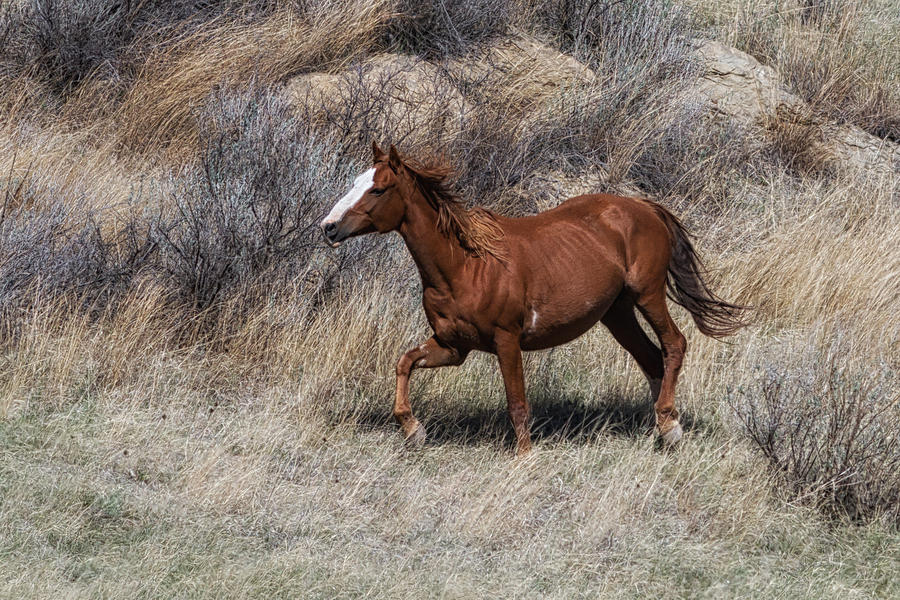 Wild Horse in Teddy Roosevelt National Park Photograph by Jared Perry 