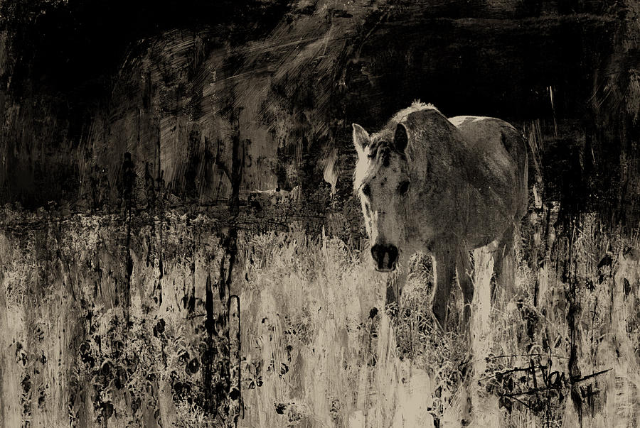 Wild Horse Mixed Media by Jim Vance