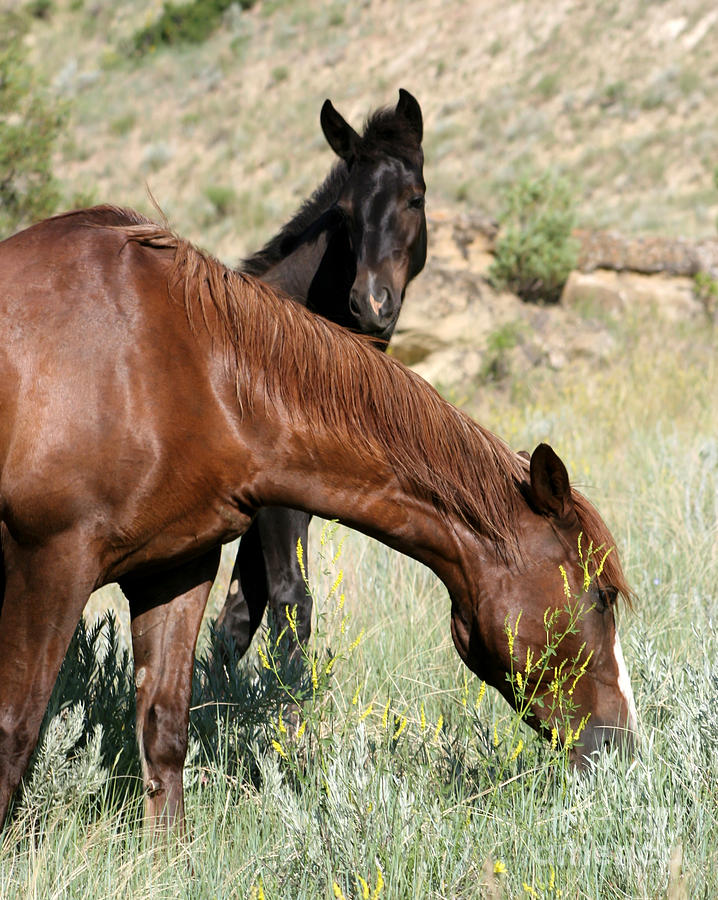 Horse Photograph - Wild Horse Mama and her Baby by Sabrina L Ryan