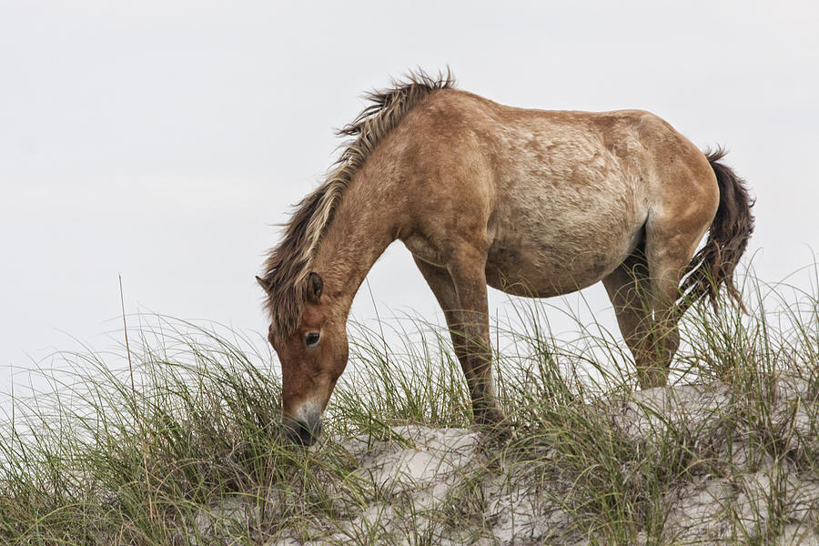 Wild Horse Mare on Sand Dune Photograph by Bob Decker