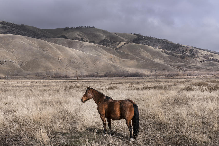 Wild Horse near Fort Tejon State Park Photograph by Carol M Highsmith