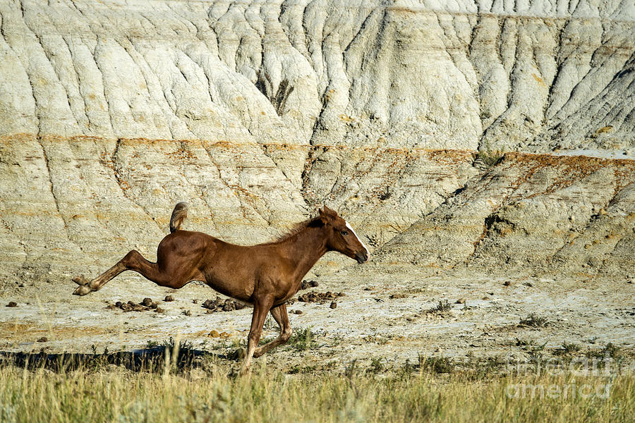 Wild Horse North Dakota Photograph by Mark Newman
