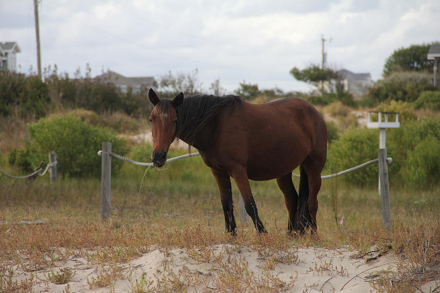 Wild Horse of North Carolina 2 Photograph by Amanda Green - Fine Art ...