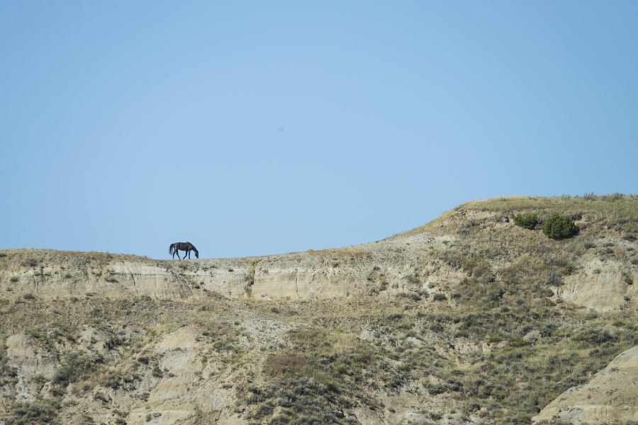Wild Horse On Ridge, North Dakota Photograph by Mark Newman