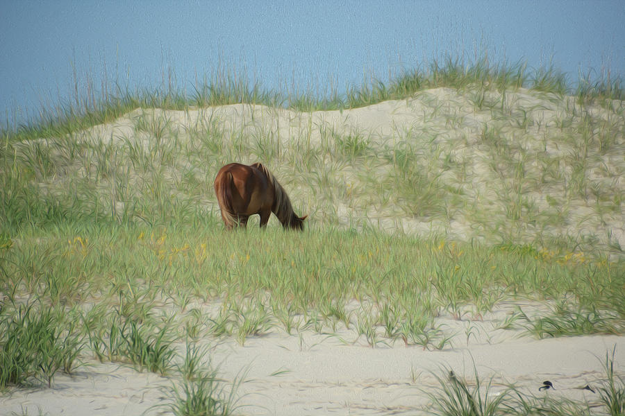 Wild Horse on Sand Dune Photograph by Tracy Winter