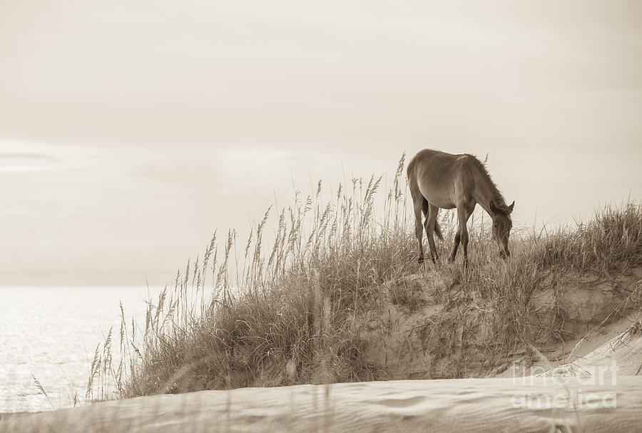 Wild Horse on the Outer Banks Photograph by Diane Diederich