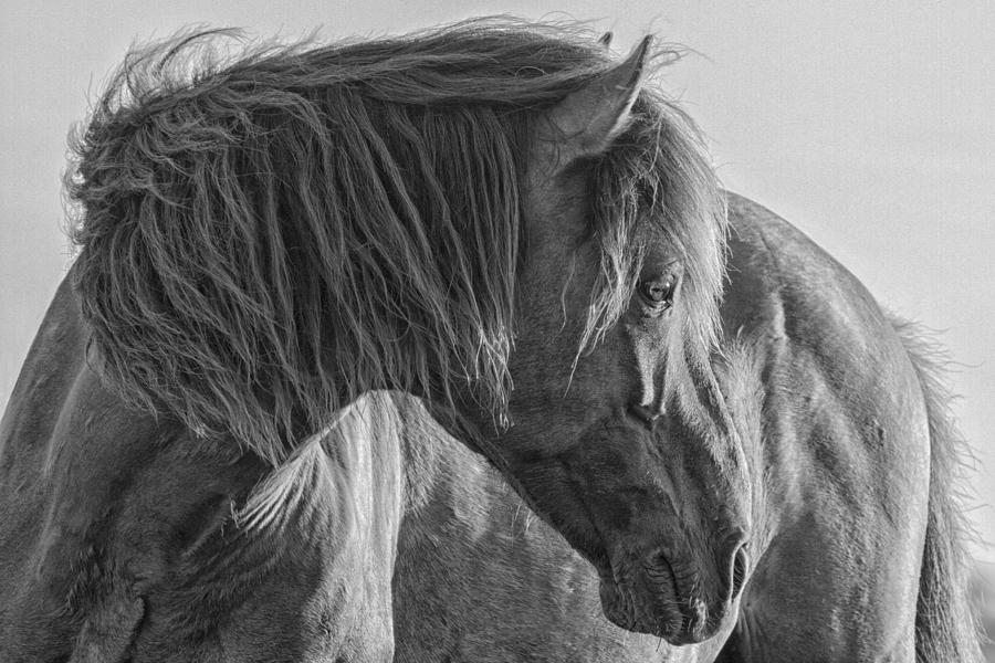 Wild Horse on Watch Photograph by Bob Decker