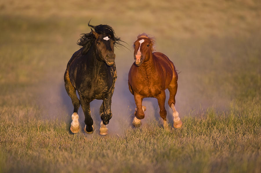 Wild Horse Pair Running Wyoming Photograph by Tom Vezo
