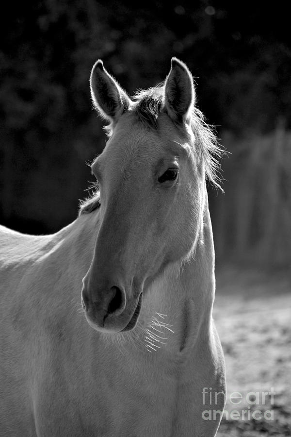 Wild Horse Portrait Black and White Photograph by Heather Kirk