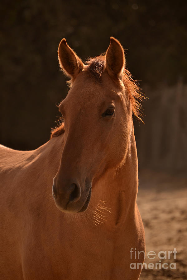 Wild Horse Portrait  Brighter  Photograph by Heather Kirk