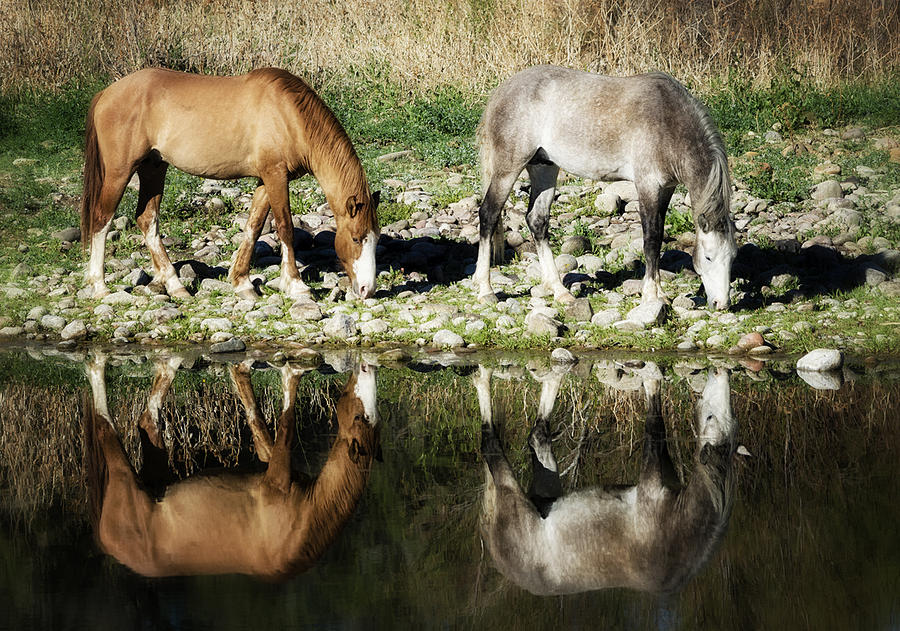 Wild Horse Reflections  Photograph by Saija Lehtonen
