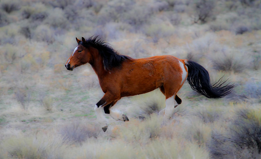 Wild Horse Run Photograph by Steve McKinzie - Fine Art America