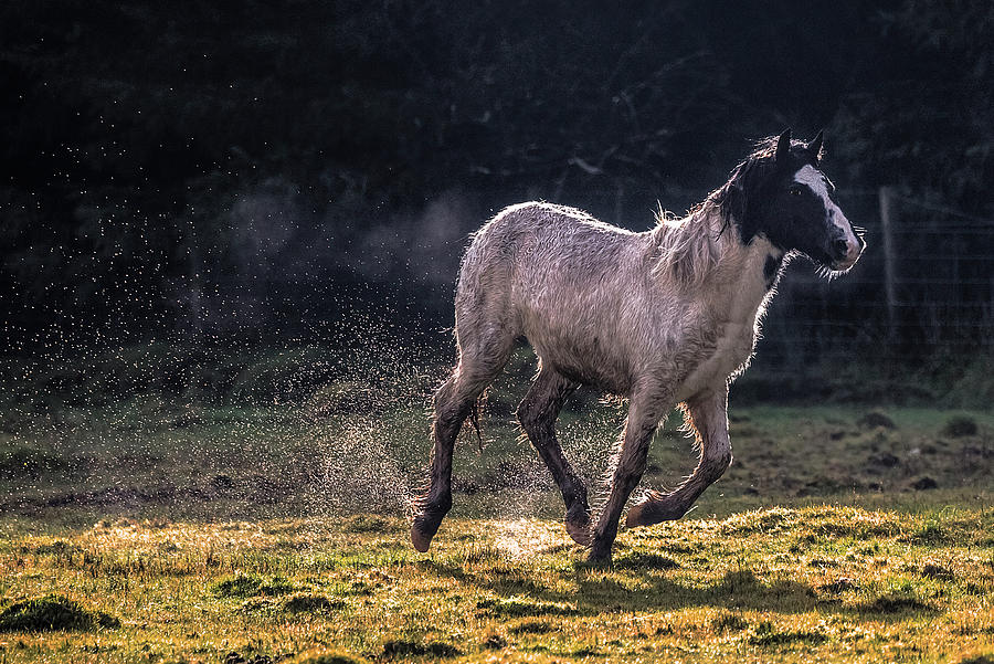 Wild Horse Running Photograph by Photograph By Jonathan J Scott
