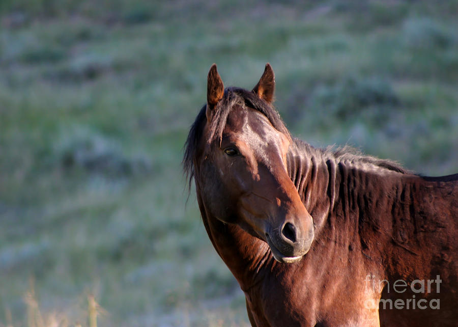Wild Horse Photograph by Sabrina L Ryan