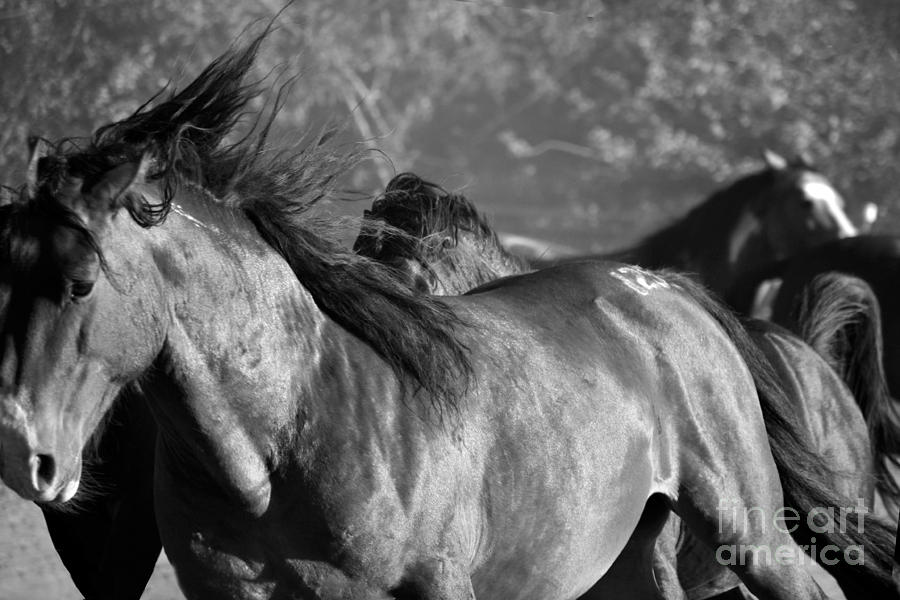 Wild Horse Stampede Black and White Photograph by Heather Kirk