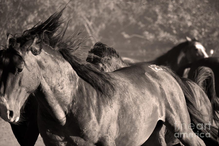 Wild Horse Stampede  Brown Tone Photograph by Heather Kirk