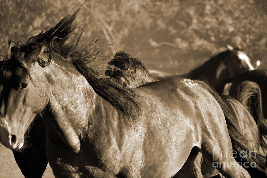 Wild Horse Stampede  Sepia Photograph by Heather Kirk