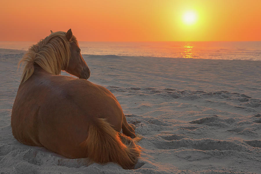 Wild Horse Sunrise Photograph by Image By Michael Rickard
