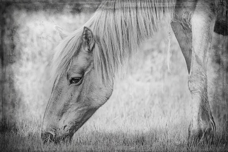 Horse Photograph - Wild Horse Tintype Digital Art by Bob Decker