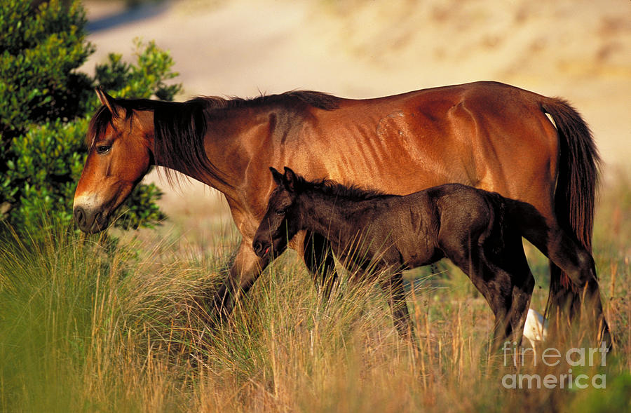Wild Horse With Foal Photograph by Art Wolfe