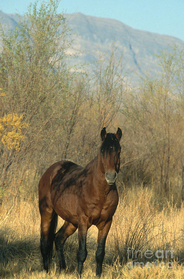 Wild Horses, Amargosa Desert, Nevada Photograph by Mark Newman