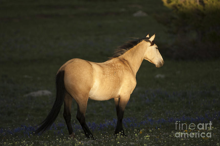 Horse Photograph - Wild Horses-animals-image-10 by Wildlife Fine Art