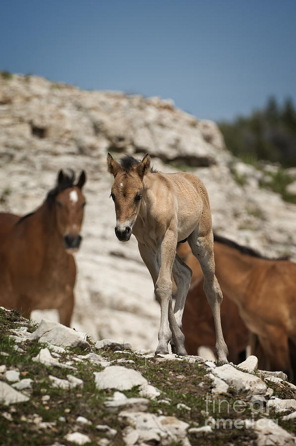 Wild Horses-animals-image-11 Photograph