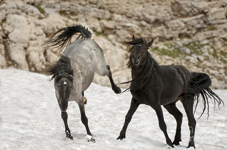 Wild Horses-animals-image-13 Photograph
