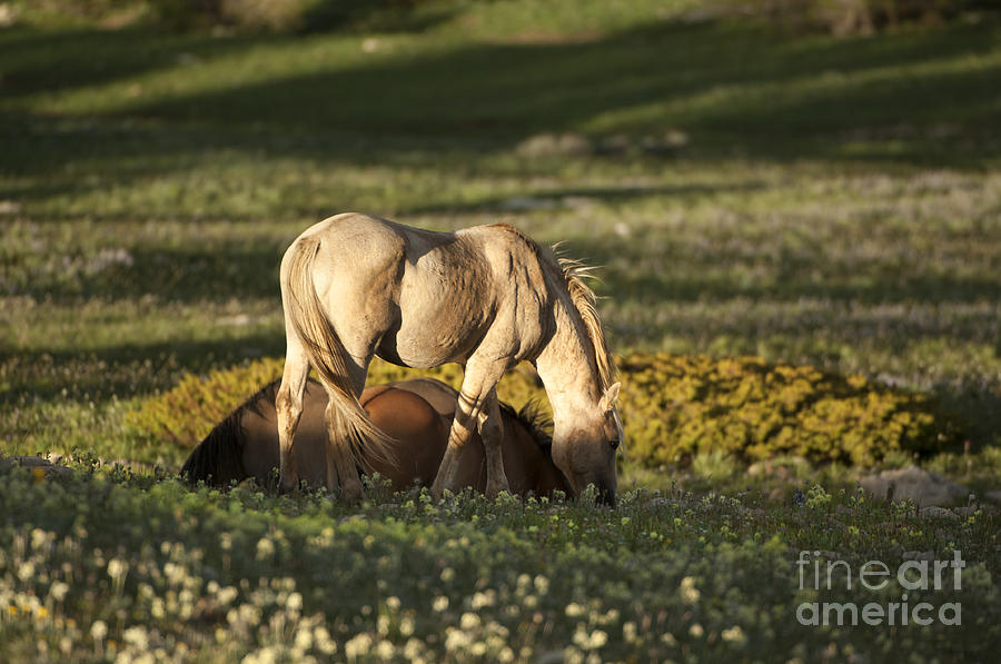 Horse Photograph - Wild Horses-animals-image-18 by Wildlife Fine Art