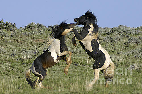 Wild Horses-animals-image Photograph