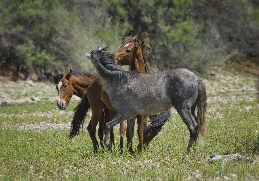 Horse Photograph - Wild Horses at Play  by Saija Lehtonen