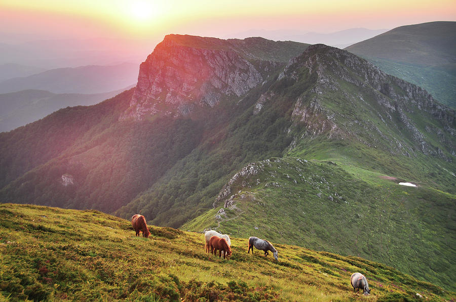 Wild Horses At Sunrise In Mountains Photograph by Maya Karkalicheva