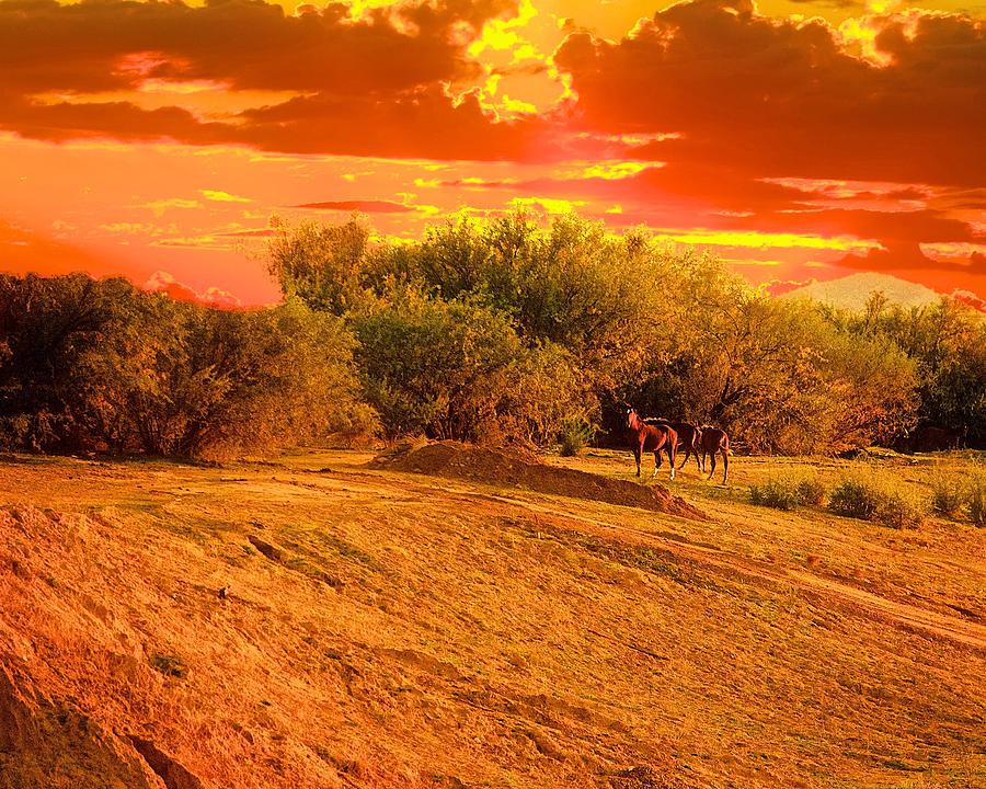 Wild Horses at Sunset Photograph by Barbara Zahno