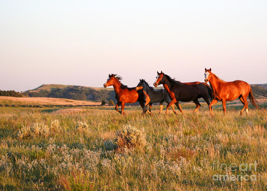 Animal Photograph - Wild Horses at Sunset by Sabrina L Ryan