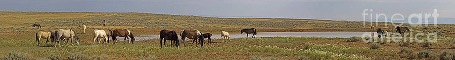 Wild Horses At The Water Hole #3 Photograph by J L Woody Wooden