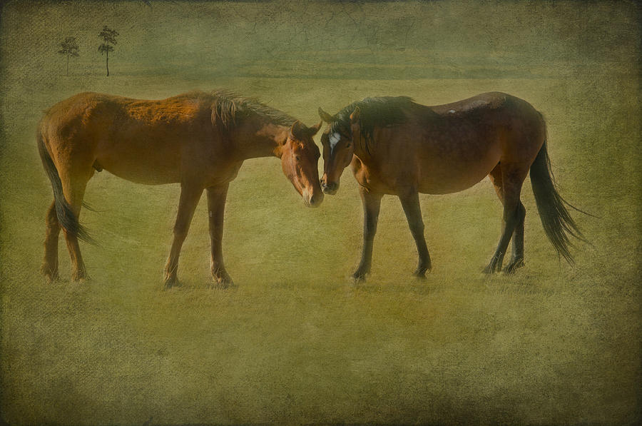Wild horses Photograph by Carolyn DAlessandro