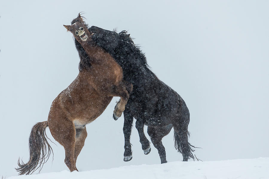 Wild Horses  Equus Ferus Caballus Photograph by Deb Garside