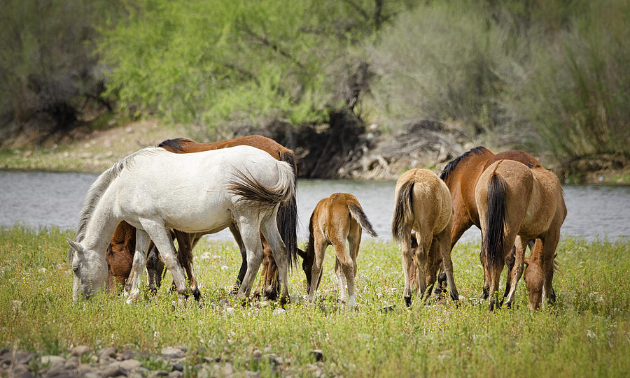 Horse Photograph - Wild Horses Grazing Riverside by Saija Lehtonen