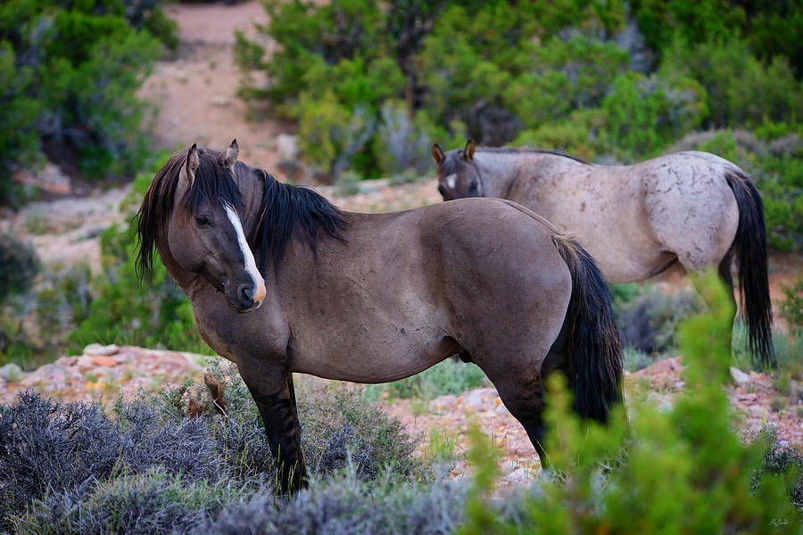 Wild Horses Photograph by Greg Norrell