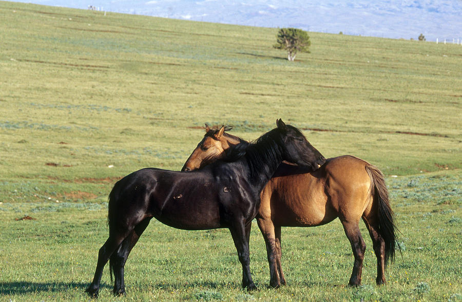 Wild Horses Grooming Photograph by Thomas And Pat Leeson