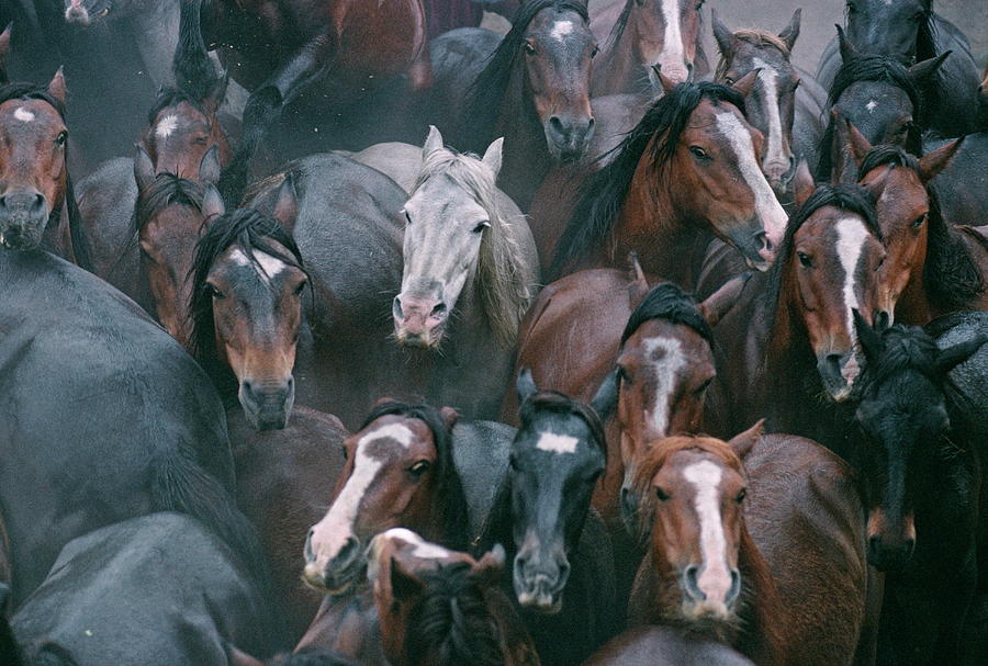 Wild Horses In A Pen Photograph by Science Photo Library Wild Horses In A Pen Photograph by Science Photo Library
