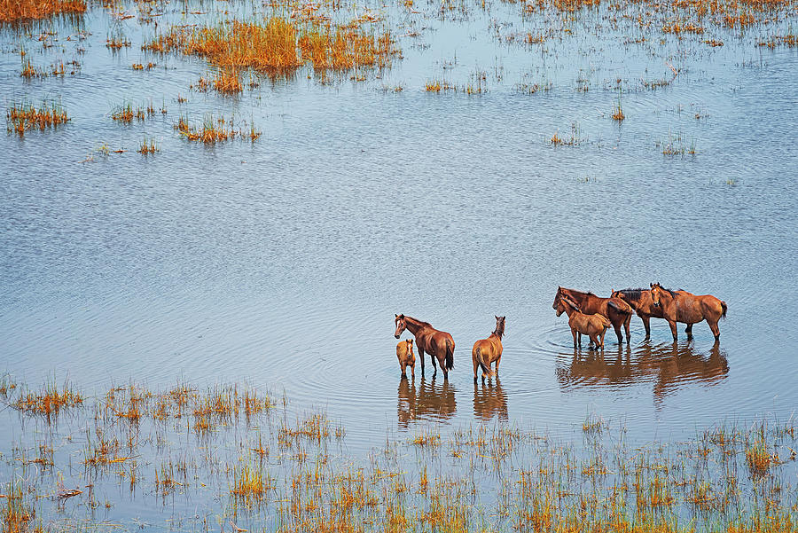 Wild Horses In A Wet Field, Broome Photograph by Laurenepbath