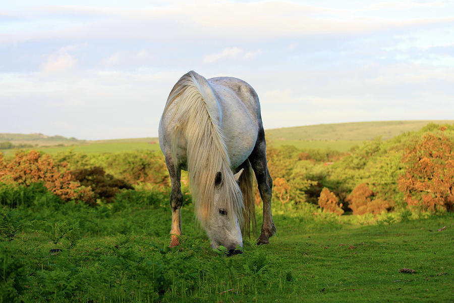 Wild Horses In Cornwall, Uk Photograph by Www.bridgetdavey.com