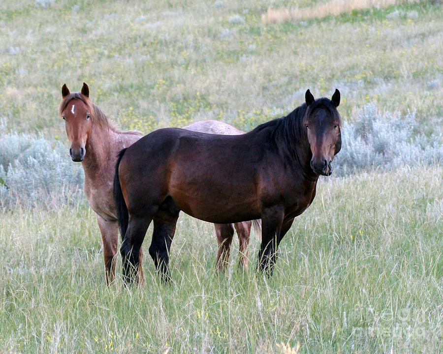 Wild Horses in the Badlands Photograph by Sabrina L Ryan