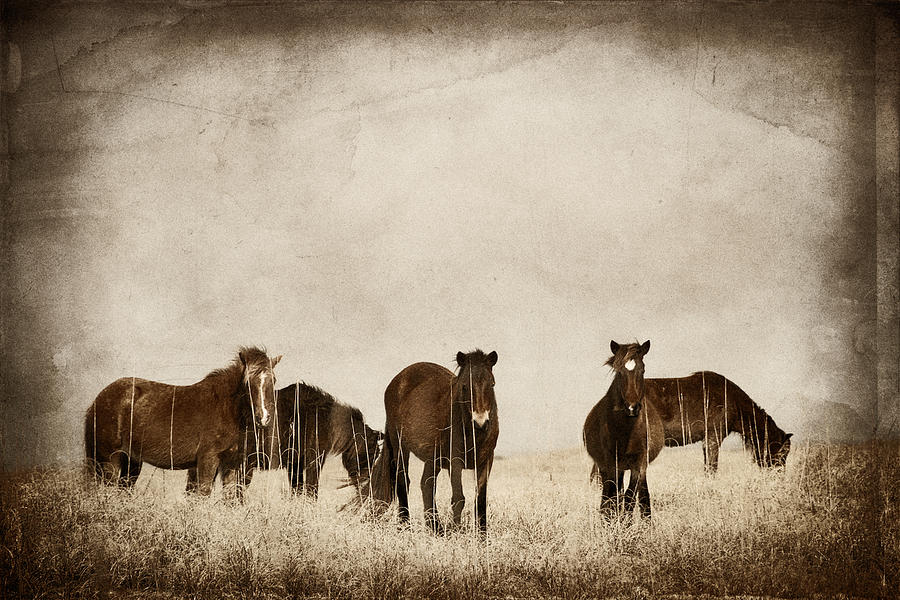 Wild Horses Photograph by Joye Ardyn Durham